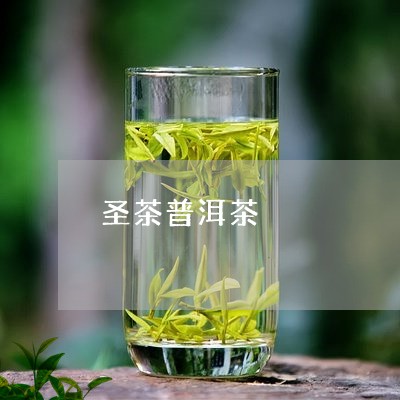 圣茶普洱茶/2023102515059