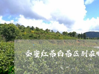 圣蜜红茶白茶区别在哪/2023092845837