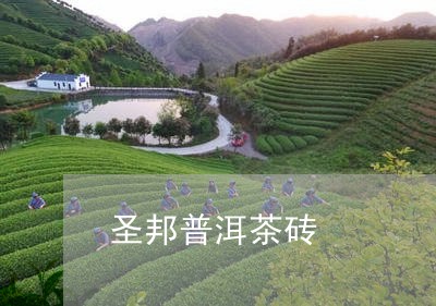 圣邦普洱茶砖/2023090698384