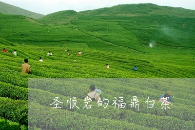 圣顺岩的福鼎白茶/2023061624269