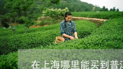 在上海哪里能买到普洱茶/2023120785261