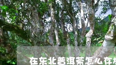 在东北普洱茶怎么存放/2023073160593