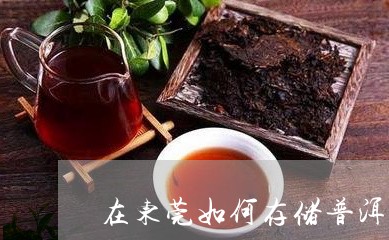 在东莞如何存储普洱茶/2023080156169