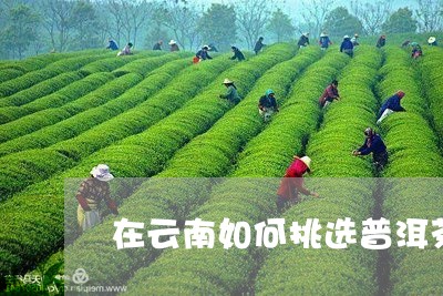 在云南如何挑选普洱茶/2023080217249