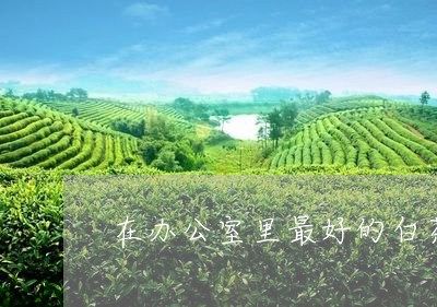 在办公室里最好的白茶/2023092813625