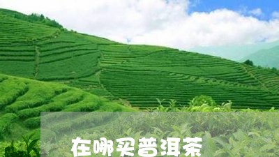 在哪买普洱茶/2023042970359