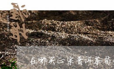 在哪买正宗普洱茶苗木价格/2023110446057