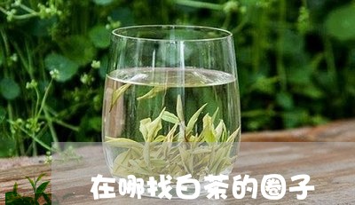 在哪找白茶的圈子/2023061635058