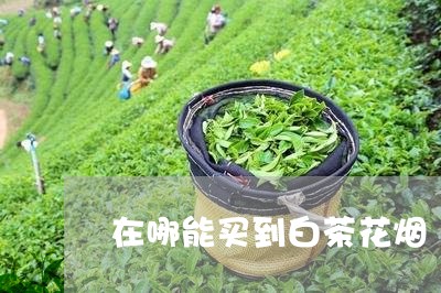 在哪能买到白茶花烟/2023081458581