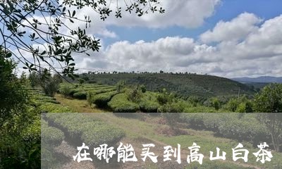 在哪能买到高山白茶/2023081416252