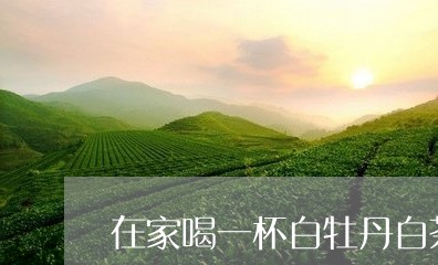 在家喝一杯白牡丹白茶/2023120961604