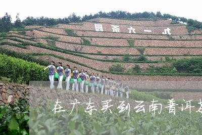 在广东买到云南普洱茶/2023062829513