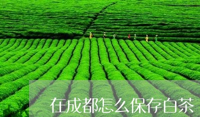 在成都怎么保存白茶/2023071739596