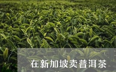 在新加坡卖普洱茶/2023120424724