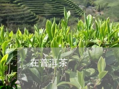 在普洱茶/2023083153071