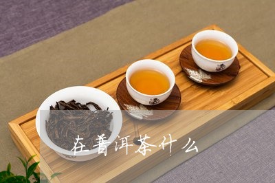 在普洱茶什么/2023042723502