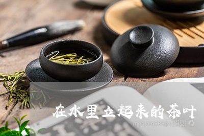 在水里立起来的茶叶/2023041876058