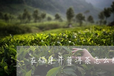 在福建开普洱茶怎么样/2023120683057