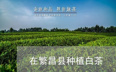 在繁昌县种植白茶/2023061633827