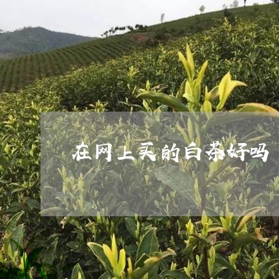 在网上买的白茶好吗/2023081492725