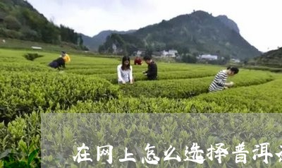 在网上怎么选择普洱茶产地/2023112477271