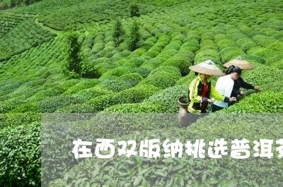 在西双版纳挑选普洱茶/2023080158683