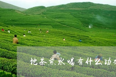 地茶煎水喝有什么功效/2023071440403