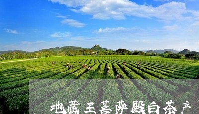 地藏王菩萨殿白茶产/2023081441505