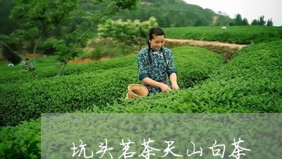 坑头茗茶天山白茶/2023061788614