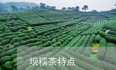 坝糯茶特点/2023090282047