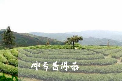 坤号普洱茶/2023081898681