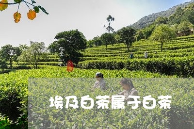 埃及白茶属于白茶/2023061667260