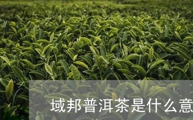 域邦普洱茶是什么意思/2023092960604