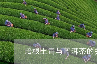 培根土司与普洱茶的关系/2023101005047