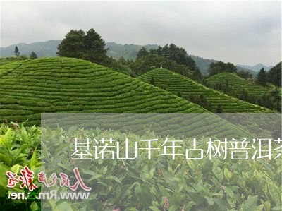 基诺山千年古树普洱茶/2023062844159