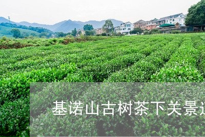 基诺山古树茶下关景迈古树圆茶/2023053173826