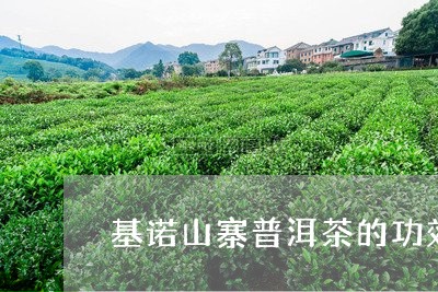 基诺山寨普洱茶的功效/2023100867239