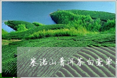 基诺山普洱茶白毫单芽/2023072405839