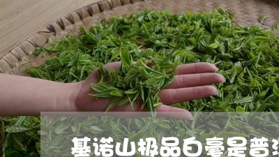 基诺山极品白毫是普洱普洱茶银毫/2023060215138