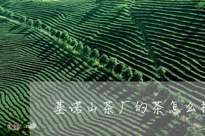 基诺山茶厂的茶怎么样/2023071562716