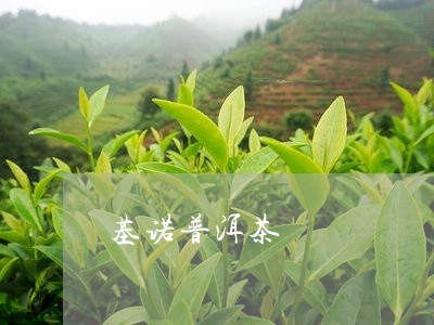 基诺普洱茶/2023090663817