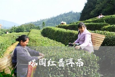 塔园红普洱茶/2023090678283