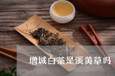 增城白茶是溪黄草吗/2023081494046