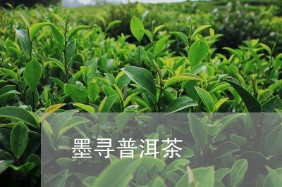 墨寻普洱茶/2023102584926