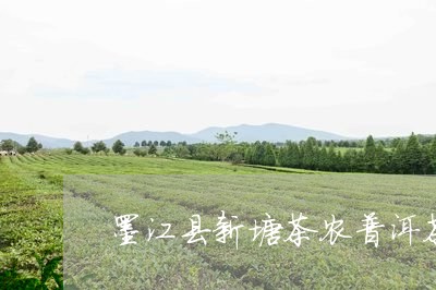 墨江县新塘茶农普洱茶/2023100863925