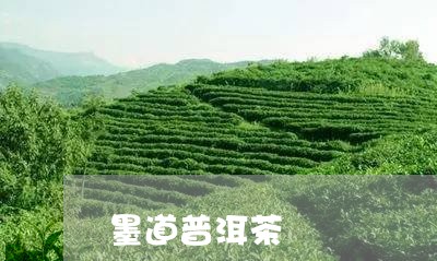 墨道普洱茶/2023102596170