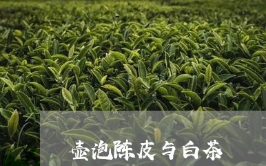 壶泡陈皮与白茶/2023063004069