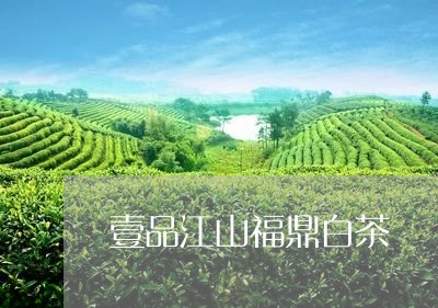 壹品江山福鼎白茶/2023111608250