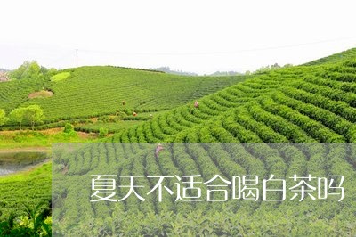 夏天不适合喝白茶吗/2023071745126