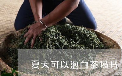 夏天可以泡白茶喝吗/2023111710403